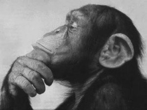 Pondering-Chimp-300x224